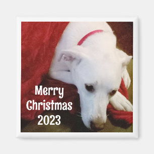 Photo of Sweet Dog with Christmas Wishes and Year Magnet