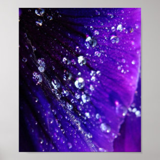 Photo of Water drops on purple flower Poster