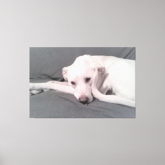 Photo of White Dog With Curvy Tail Against Face Canvas Print (Front)