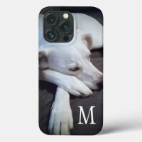 Photo of White Dog with Cute Paws Single Initial