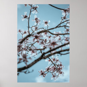 PHOTO OF WHITE PETALED FLOWERS POSTER
