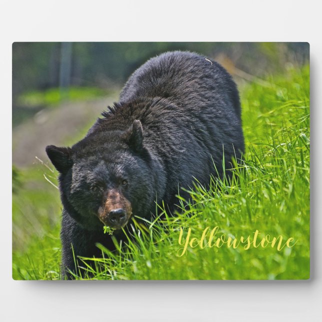 Photo Plaque-Yellowstone Black Bear Plaque (Front)