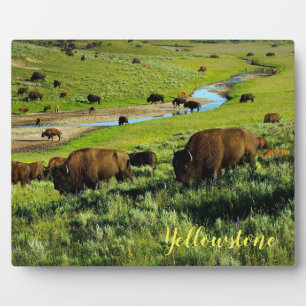 Photo Plaque-Yellowstone Buffalo Plaque