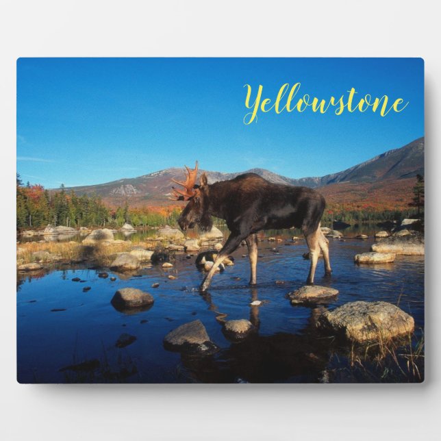 Photo Plaque-Yellowstone Moose Plaque (Front)