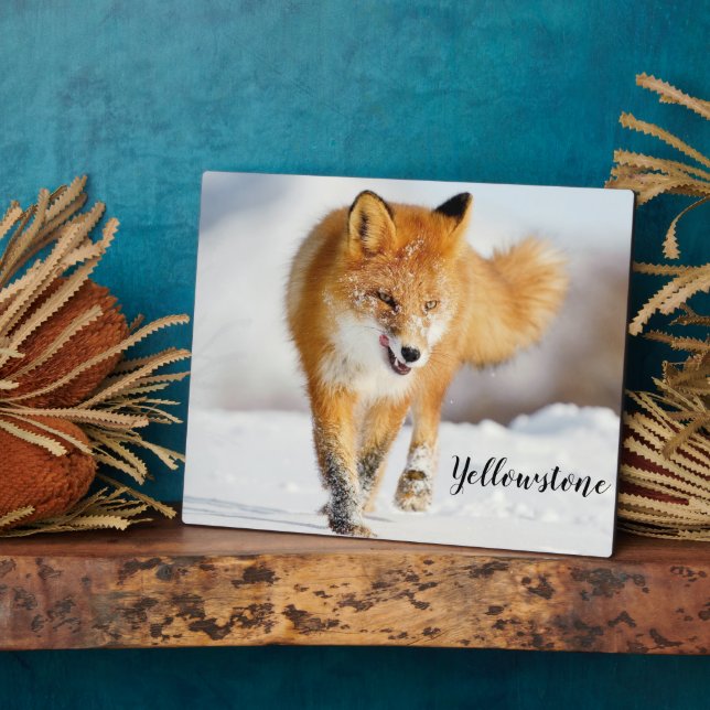 Photo Plaque-Yellowstone Red Fox Plaque (Side)