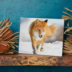 Photo Plaque-Yellowstone Red Fox Plaque