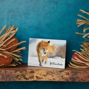 Photo Plaque-Yellowstone Red Fox Plaque