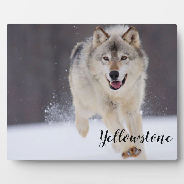 Photo Plaque-Yellowstone Wolf Plaque (Front)