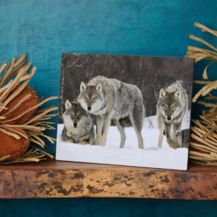 Photo Plaque-Yellowstone Wolves Plaque