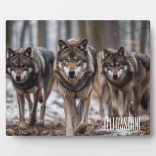 Photo Plaque-Yellowstone Wolves Plaque