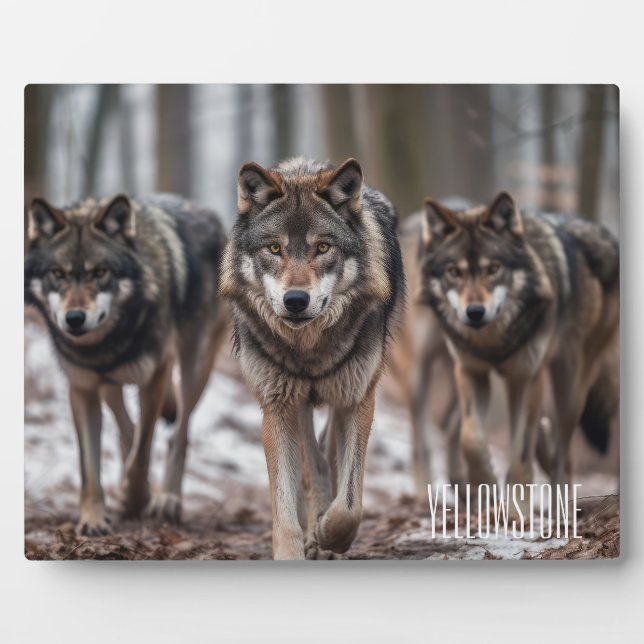 Photo Plaque-Yellowstone Wolves Plaque (Front)