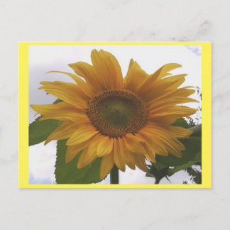 Photo Postcard 7 Sunflower - Natural Beauty
