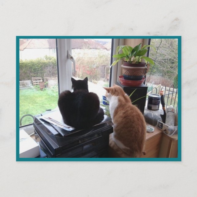 Photo Postcard 8 Cats View - Natural Beauty (Front)