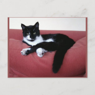 Photo Postcard - Queen Cat - Animal Beauty