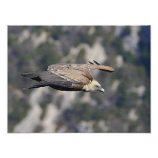 Photo/poster of the Faucet vulture Photo Print