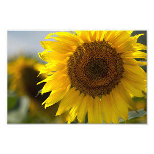 Photo Print - Beautiful Yellow Sunflower Closeup
