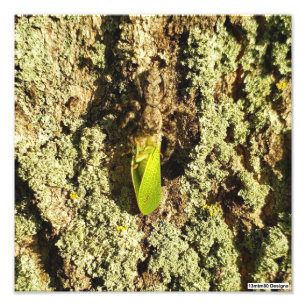 Photo Print - Caught Leafhopper
