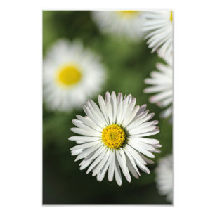 Photo Print Daisy Floral Nature Photography