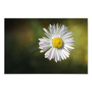 Photo Print Daisy Flower Floral Nature Photography