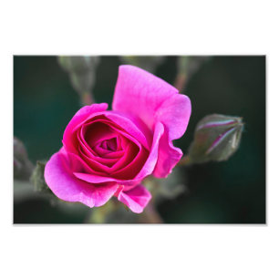 Photo Print Pink Rose And Buds Photograph
