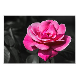 Photo Print Pink Rose Eleganace
