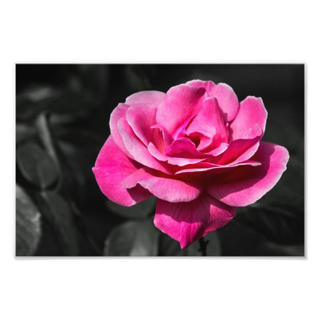 Photo Print Pink Rose Eleganace (Front)