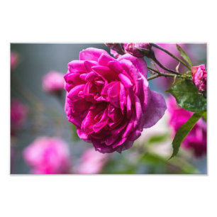 Photo Print Pink Rose Photography