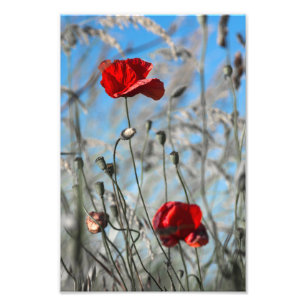 Photo Print Red Poppy - Skybound Bloom