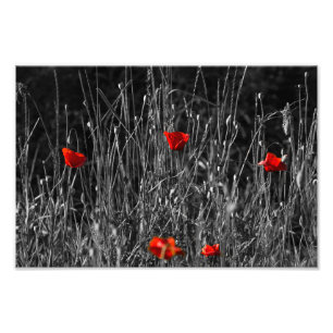 Photo Print - Red Solitude Poppies