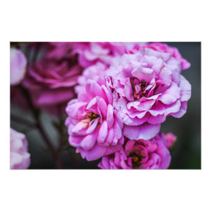Photo Print Soft Pink Roses 