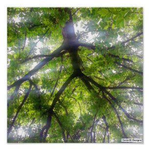 Photo Print - Sun Trees (Ohio)
