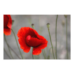 Photo Print The Red Poppy