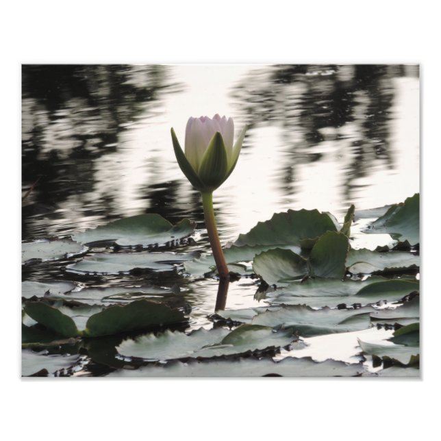 Photo print wall art - Water Lily (Front)