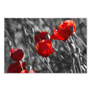 Photo Print - Wild Red Poppies