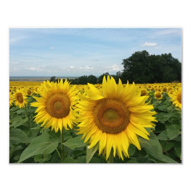 Photo Print with Sunflower (Front)
