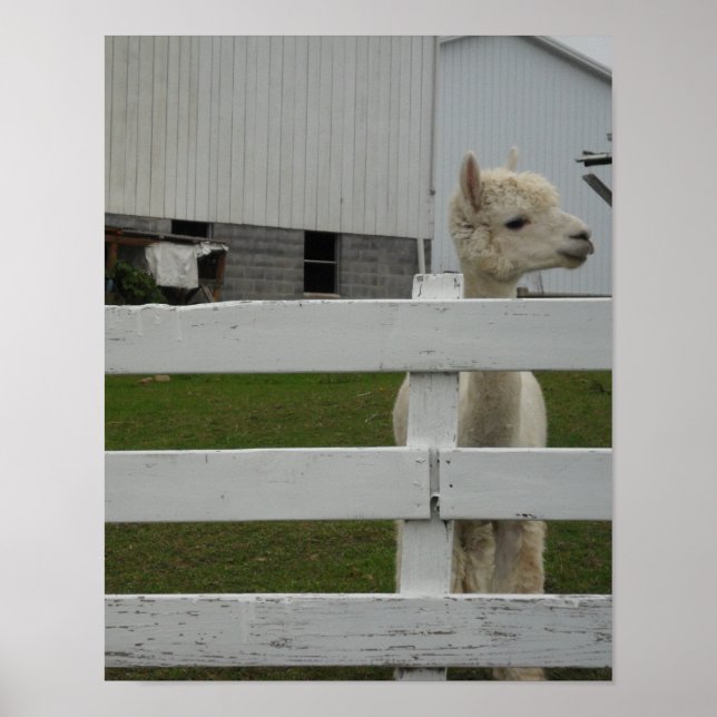 PHOTO PRINTS (Front)