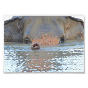 Photo prints: Wildlife and Nature Photography Print