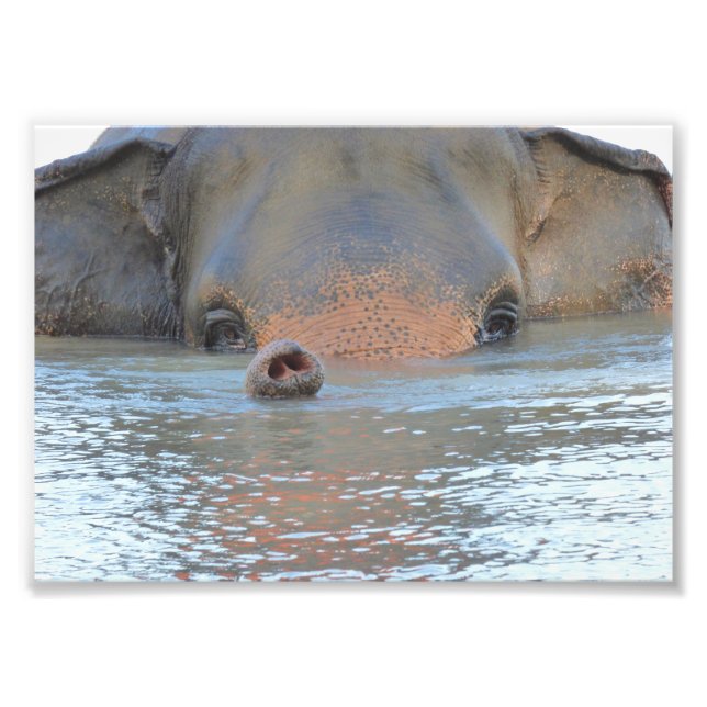 Photo prints: Wildlife and Nature Photography Print (Front)