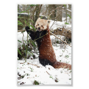 Photo - red panda