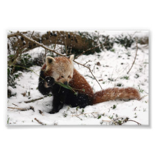 Photo - red panda 2