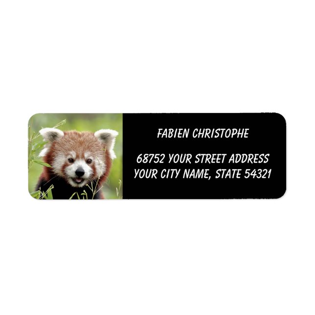 Photo red panda , animals 0533. (Front)