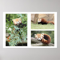 Photo red panda , animals 0612.