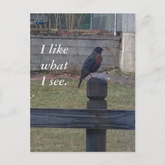 Photo Robin Sitting on Post Rail Postcards (Front)