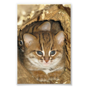 Photo - rusty spotted cat 2