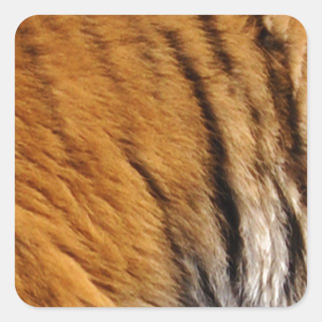 Photo-sampled Tiger Stripes Big Cat Wildlife Square Sticker (Front)