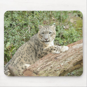 photo snow leopard cat animals.  mouse pad