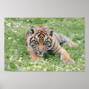 Photo tiger , animals 0300. poster