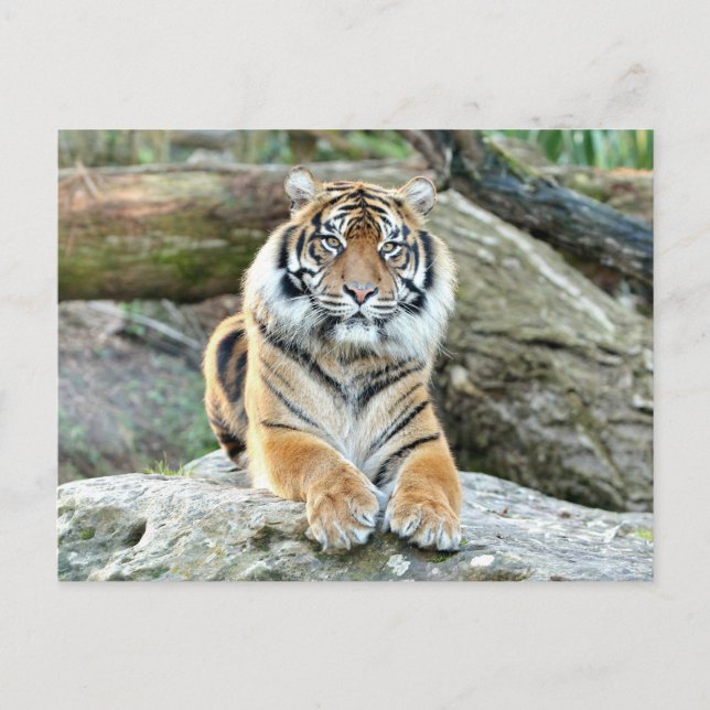 Photo tiger , animals . postcard (Front)