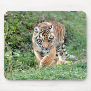 photo tiger cat animals.  mouse pad