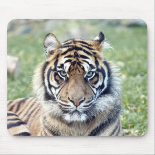 photo tiger cat animals.  mouse pad